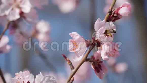 美丽的春天景观盛开的树木明亮的粉红色和白色的花朵作为背景视频的预览图