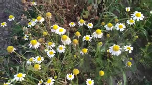 洋甘菊花园白花的洋甘菊视频的预览图