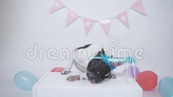 搞笑狗狗生日视频白色背景下漂亮的法国斗牛犬吃肉饼庆祝生日视频的预览图