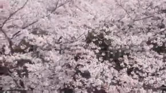 春天的粉红色樱花树视频的预览图
