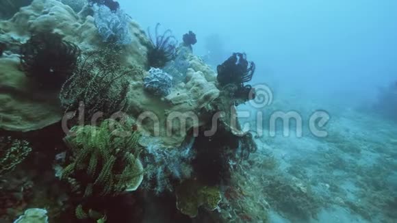 水下视野缓慢五颜六色的海洋植物生长在海底珊瑚上视频的预览图