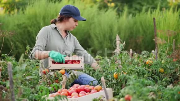 西红柿花园里的女农夫看着镜头视频的预览图