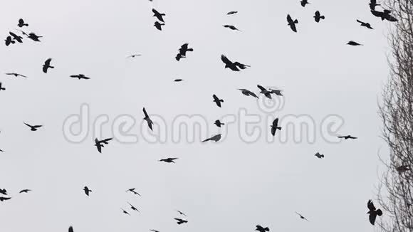 一群黑鸟在空中盘旋视频的预览图