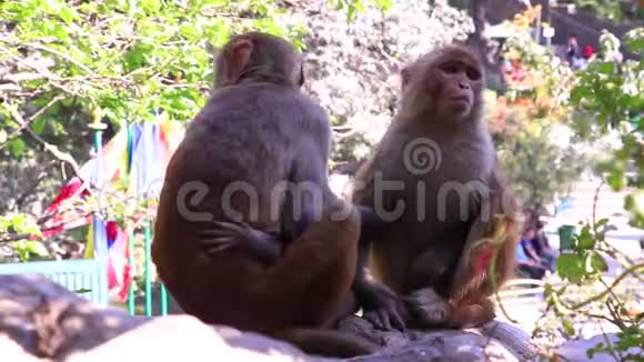 猴子摘虱子视频的预览图
