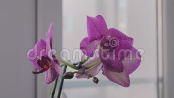 窗台上华丽的紫色盛开的兰花视频的预览图