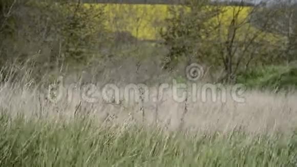 草甸草在斯洛伐克风把草叶吹在田野上背景是山视频的预览图