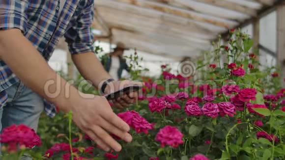 一位男性园丁的手紧紧地抚摸着花朵并为研究玫瑰作物制作数据学习和视频的预览图