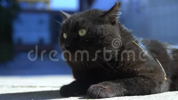 阳光明媚的一天一只黑猫躺在户外的肖像视频的预览图