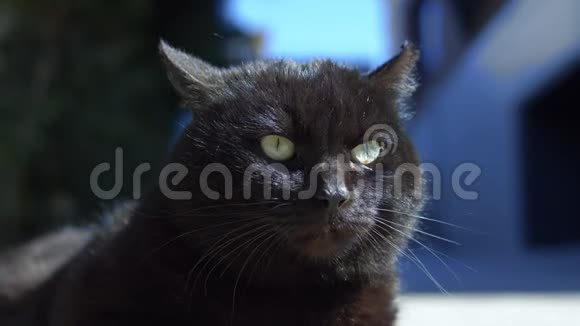 阳光明媚的一天一只黑猫躺在户外的肖像视频的预览图