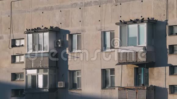 漂亮的鸽子坐在建筑物阳台的屋顶上飞翔视频的预览图