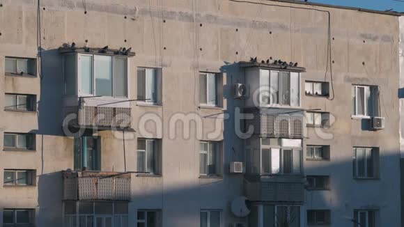 许多鸽子坐在大楼阳台的屋顶上飞翔视频的预览图