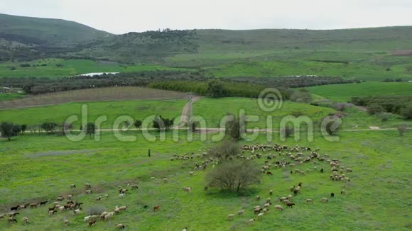 以色列北部的自然景观和一个牧羊人把一群羊赶到田野里视频的预览图