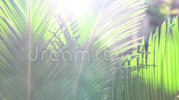 阳光明媚的假期里棕榈树的叶子发出美丽的阳光视频的预览图