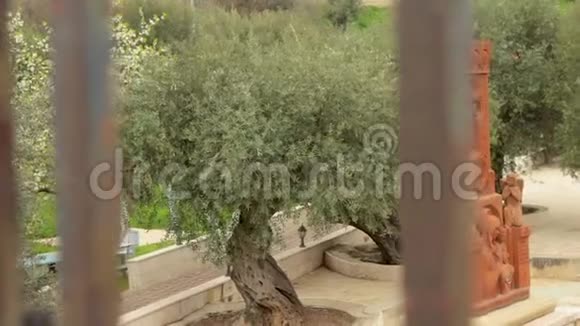 耶路撒冷歌西马尼园的老橄榄树视频的预览图