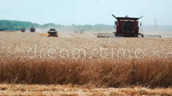 一片麦田里的农民收割庄稼视频的预览图