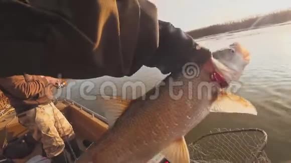 垂钓者手中抓着一条捕获的食肉鱼视频的预览图
