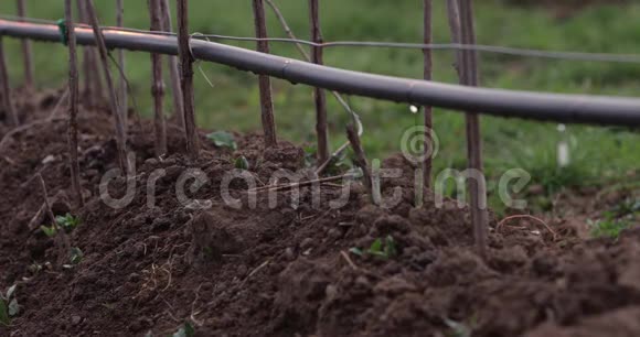 一个农场用于有机农场的覆盆子灌溉的录像是用逐滴系统节水的视频的预览图