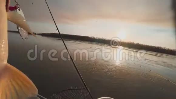 一只垂钓者向河中释放出一种强壮的食肉鱼视频的预览图