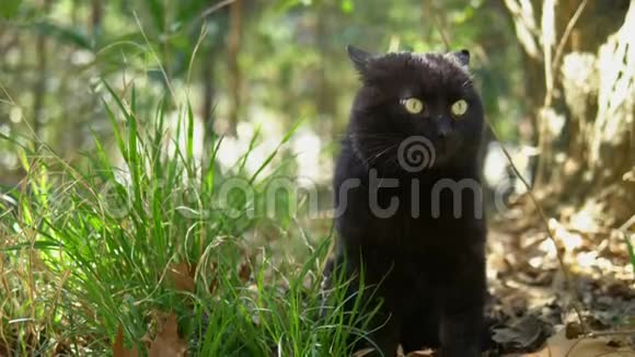 黑猫坐在树下的草地上特写视频的预览图