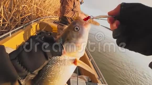 渔夫从捕获的asp中解开诱饵一种强烈的食肉鱼视频的预览图