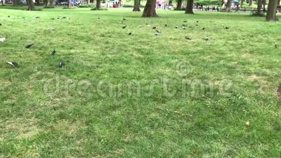很多鸽子吃草视频的预览图