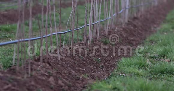 有机农场使用的覆盆子灌溉的低角度镜头焦点正在移动视频的预览图