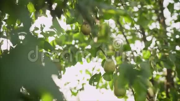 绿梨树生长在夕阳背景下夏天收获的时间在果园花园有机水果特写视频的预览图