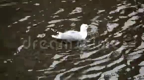 海鸥在水中拍打翅膀视频的预览图
