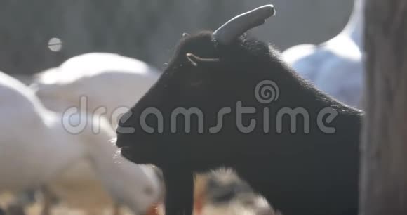 背景白鹅黑山羊头视频的预览图
