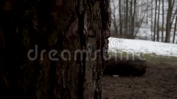 在树林里烧烤雪树春游视频的预览图