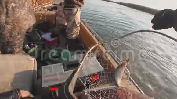 一个渔夫从登陆网中取出一条捕食的鱼视频的预览图