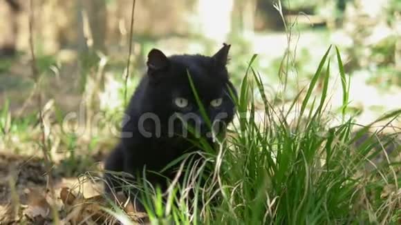 黑猫坐在树下的草地上特写视频的预览图