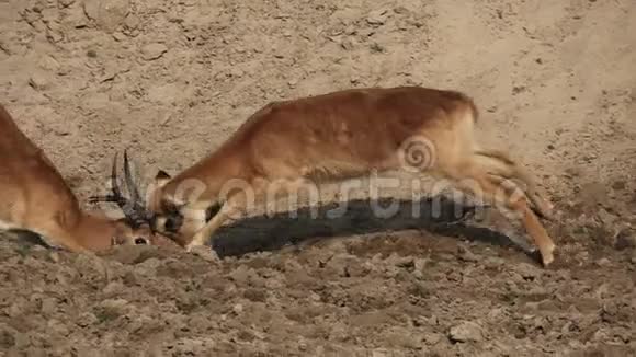 雄性普库羚羊在慢动作中战斗视频的预览图