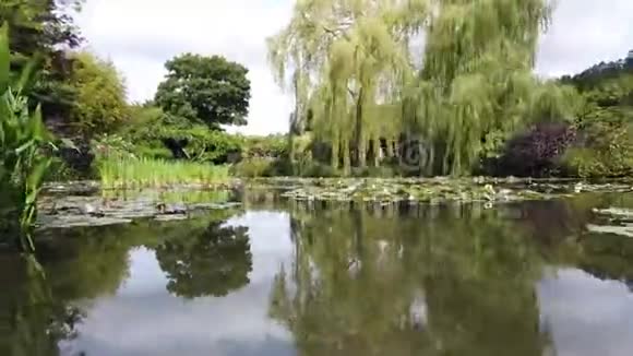 有百合花的池塘视频的预览图