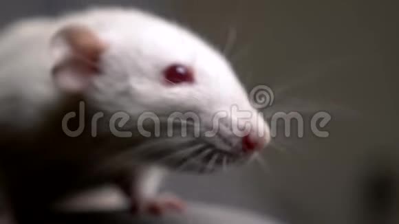 公寓里一只白色白化鼠的特写镜头视频的预览图