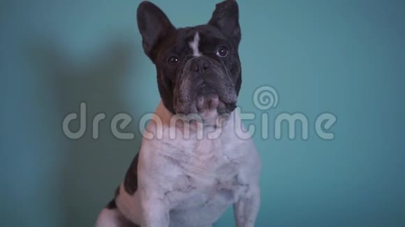 狗头贴蓝屏背景可爱的法国斗牛犬看着相机漂亮的法国小狗肖像特写视频的预览图