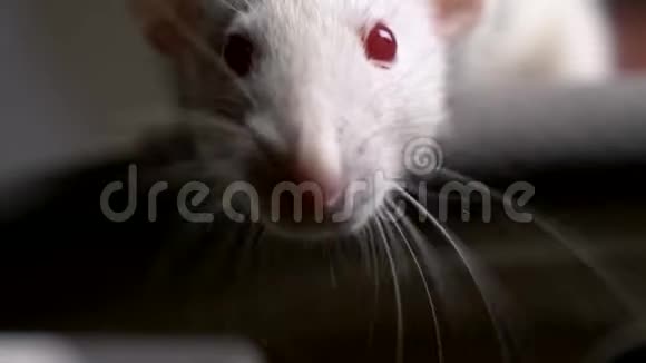 公寓里一只白色白化鼠的特写镜头视频的预览图