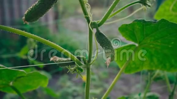 新鲜健康的黄瓜生长在花园里视频的预览图