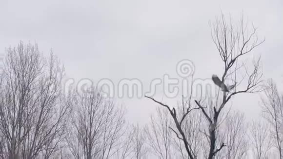 鹰慢慢地从干燥的树枝上起飞视频的预览图