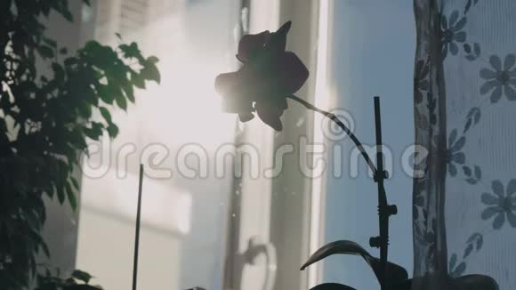 阳光下溅满水的窗帘后面的窗台上有一朵华丽的紫色兰花视频的预览图