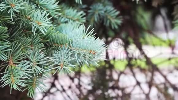 一棵云杉树枝在温暖的天气特写镜头下迎风飘扬视频的预览图