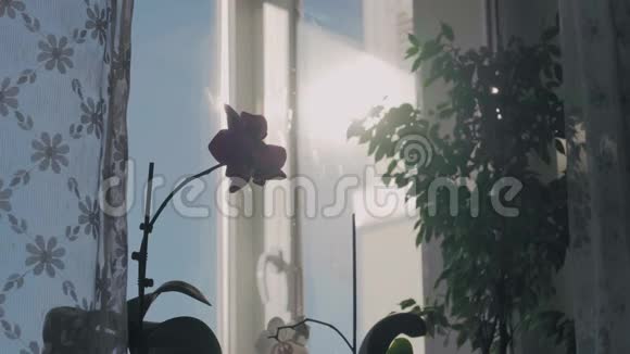 太阳下溅满水的窗帘后面的窗户上有一朵令人惊叹的紫色兰花视频的预览图