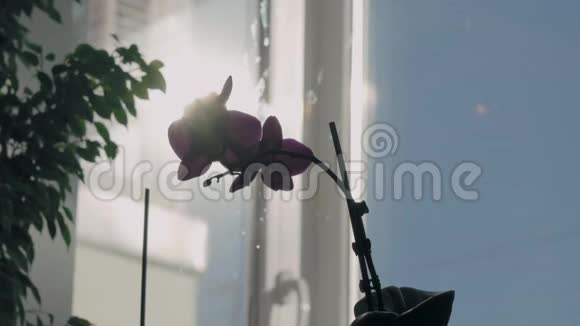 阳光下溅满水花的窗台上华丽的紫色兰花视频的预览图