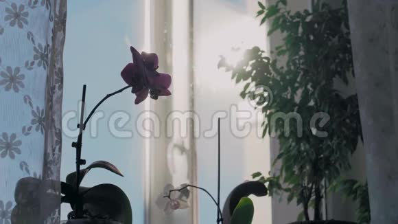 在阳光的照耀下窗帘后面的窗台上有一朵绚丽的紫色兰花视频的预览图
