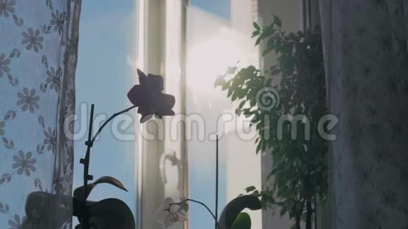 阳台上的窗台上美丽的紫色兰花视频的预览图