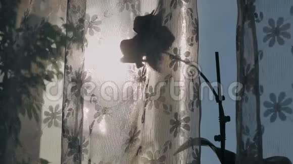 紫色的兰花落在窗台上窗帘后面溅满了阳光视频的预览图
