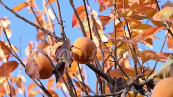 石榴树橙秋视频的预览图