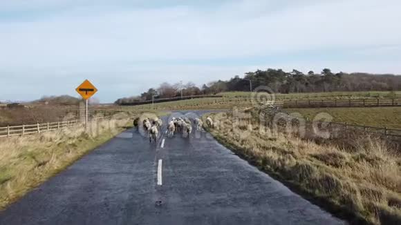 在爱尔兰的唐加尔羊群正在过街视频的预览图