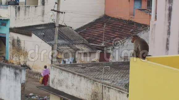 坐在屋顶边缘的猴子看着在普通印度街上路过的人平静的猕猴休息视频的预览图