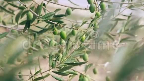 橄榄树枝与绿色橄榄视频的预览图